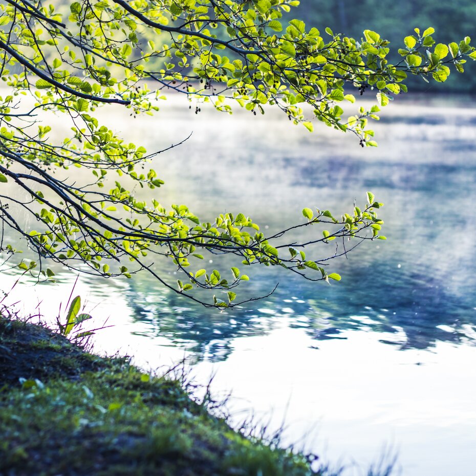 Grüne Äste eines Baumes ragen über einen ruhigen, klaren See an einem sonnigen Tag