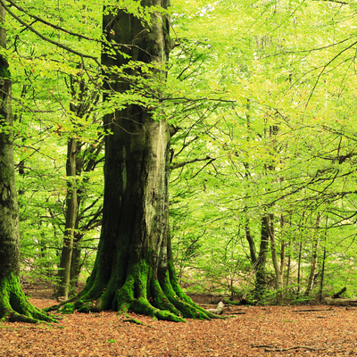 Panoramaaufnahme eines üppigen, grünen Waldes mit großen, alten Bäumen, deren Stämme teilweise mit Moos bedeckt sind, auf einem Boden voller trockener Blätter | © Walter Bösch GmbH & Co KG