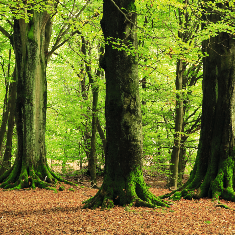 Panoramaaufnahme eines üppigen, grünen Waldes mit großen, alten Bäumen, deren Stämme teilweise mit Moos bedeckt sind, auf einem Boden voller trockener Blätter | © Walter Bösch GmbH & Co KG