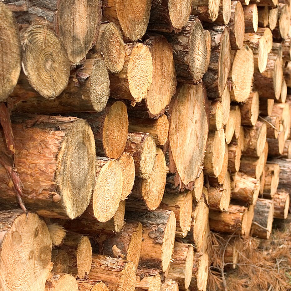 Stapel von frisch geschnittenen Holzstämmen, aufgereiht mit sichtbaren Jahrringen.