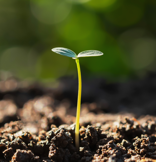 Der bösch Wald: Gemeinsam nachhaltig wachsen. | © lovelyday12 - stock.adobe.com