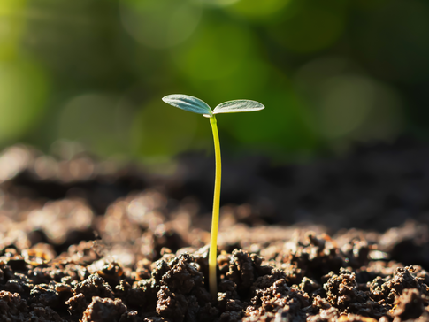 Der bösch Wald: Gemeinsam nachhaltig wachsen. | © lovelyday12 - stock.adobe.com