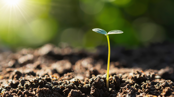 Der bösch Wald: Gemeinsam nachhaltig wachsen. | © lovelyday12 - stock.adobe.com