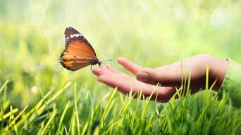 Schmetterling auf der Hand einer Person direkt über dem Gras, mit Sonnenschein von oben | © Romolo Tavani - Fotolia