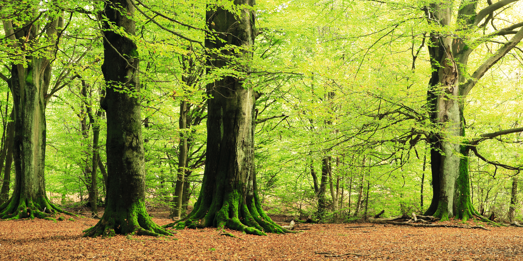 Grüner Laubwald mit mächtigen Baumstämmen – Symbol für erneuerbare Energie aus Holz und nachhaltiges Heizen mit Stückholz