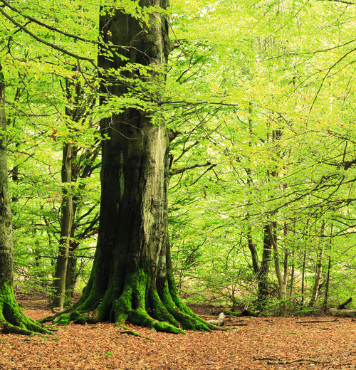 Grüner Laubwald mit mächtigen Baumstämmen – Symbol für erneuerbare Energie aus Holz und nachhaltiges Heizen mit Stückholz