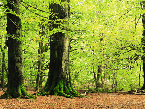 Grüner Laubwald mit mächtigen Baumstämmen – Symbol für erneuerbare Energie aus Holz und nachhaltiges Heizen mit Stückholz