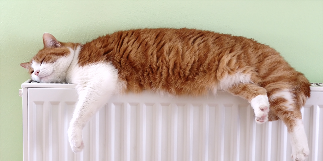 Entspannte Katze auf einem Heizkörper – auch mit Wärmepumpe wohlige Wärme genießen.