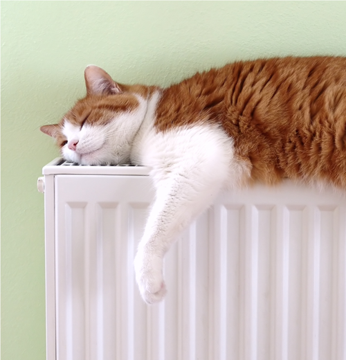 Entspannte Katze auf einem Heizkörper – auch mit Wärmepumpe wohlige Wärme genießen.