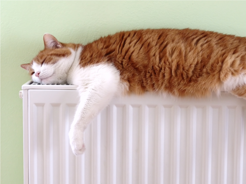 Entspannte Katze auf einem Heizkörper – auch mit Wärmepumpe wohlige Wärme genießen.